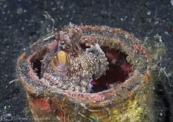 Home sweet home. Veined octopus in a tin. Lembeh straits.... by Derek Haslam 